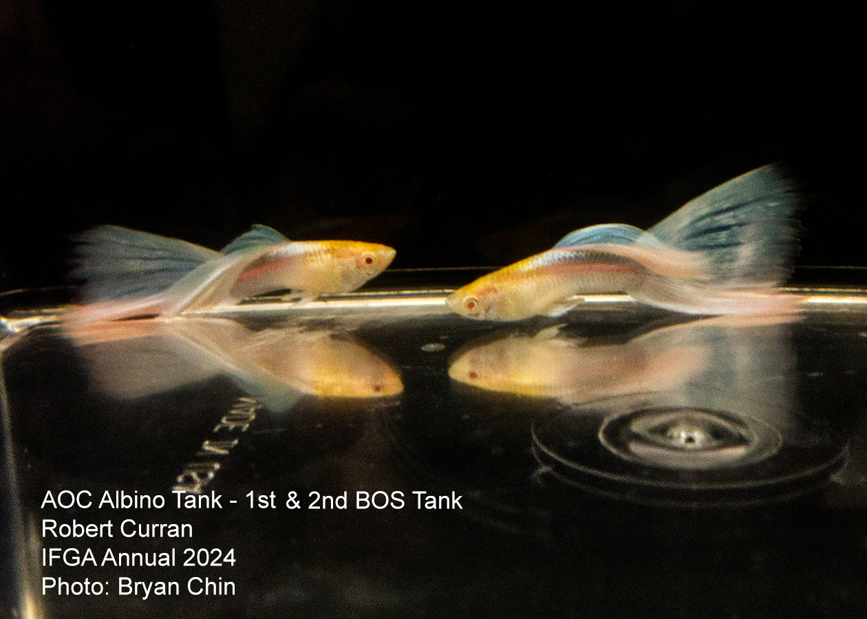 guppy aoc albino